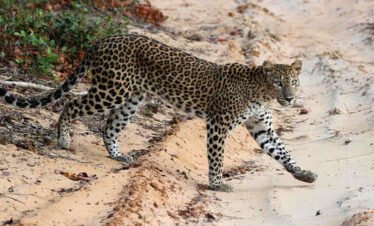 Package 02 - 05 Dia Lanka