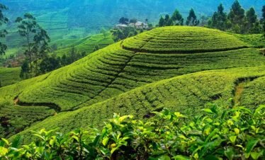 Package 02 - 05 Dia Lanka