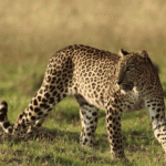 Wilpattu National Park: Exploring Sri Lanka’s Largest Wildlife Sanctuary