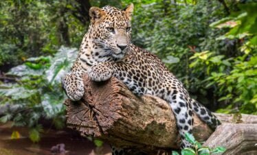 Cover Page Web 01 Dia Lanka