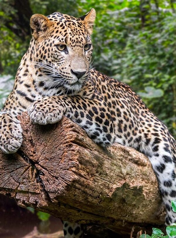 Cover Page Web 01 Dia Lanka