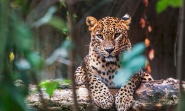 Cover Page Web 01 Dia Lanka