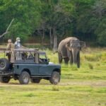Minneriya National Park: Safari Adventure Amidst Wildlife Wonders