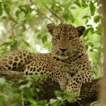 Yala National Park: Safari Expedition into Sri Lanka’s Wilderness