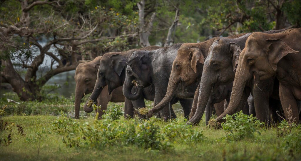 15 Days Sri Lanka Wildlife & Bird Watching Holiday Package