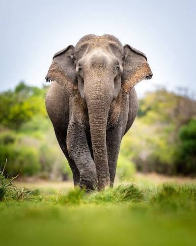 Wildlife & Birding