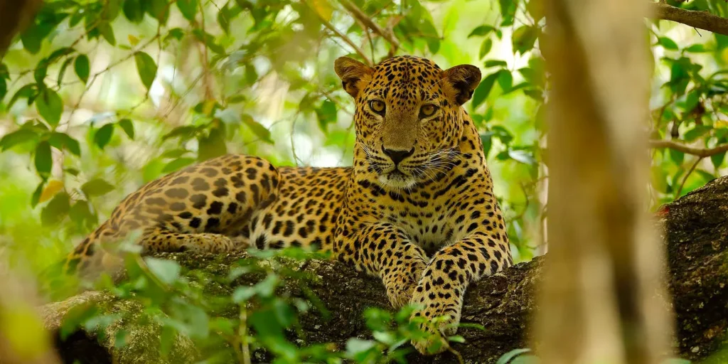 07 Days – The Ultimate Wildlife Escape
