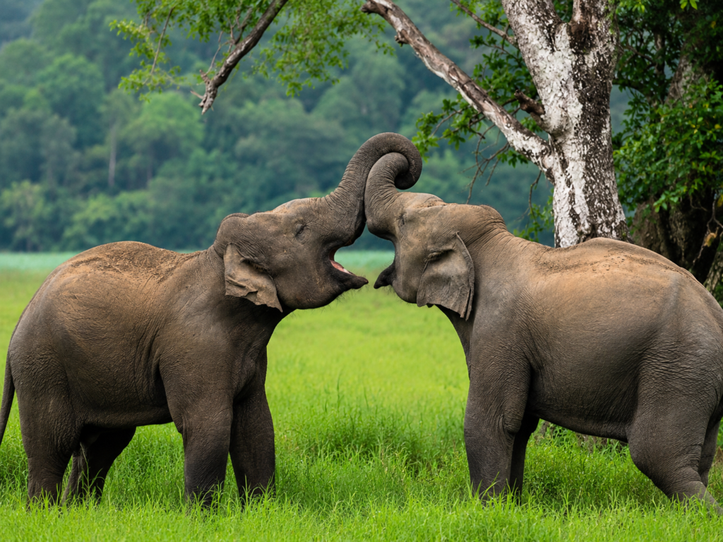 14 Days – Sri Lanka Wildlife & Heritage Holiday Package